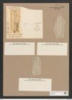 Navicula irrorata Grev. (de-Toni-Nr.: Genus 1, Species 343) Zeichnungen Sammlung Grunow Nr. 791 (NHMW-BOT-W0367205)